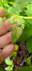 Anthriscus caucalis
