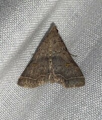 Bleptina caradrinalis