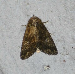 Condica albigera
