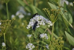 Sphex pensylvanicus