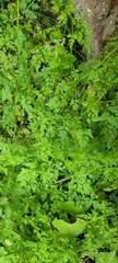 Anthriscus caucalis