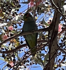 Parvipsitta porphyrocephala