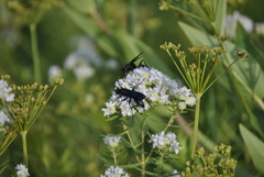 Sphex pensylvanicus
