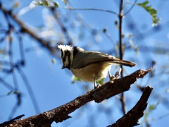 Baeolophus wollweberi