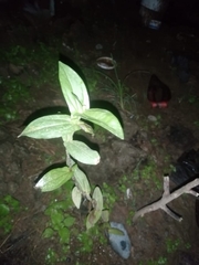 Boehmeria densiflora