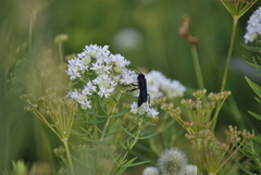 Sphex pensylvanicus