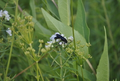 Sphex pensylvanicus