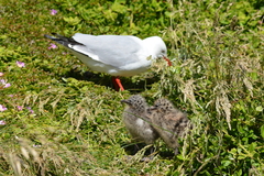 Chroicocephalus novaehollandiae novaehollandiae