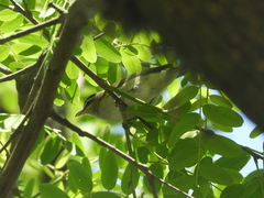 Vireo chivi
