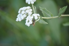 Apis mellifera