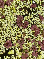 Azolla filiculoides
