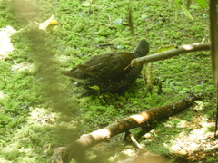 Porphyriops melanops