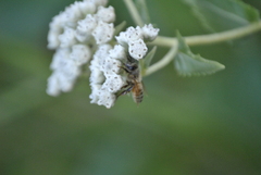 Apis mellifera