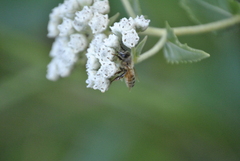 Apis mellifera