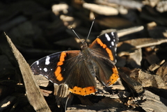Vanessa atalanta