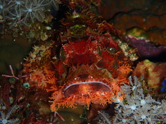 Scorpaenopsis