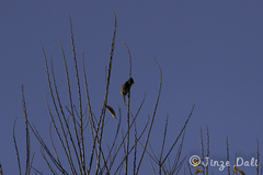 Pycnonotus aurigaster