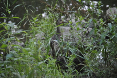 Anas platyrhynchos