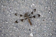 Plathemis lydia