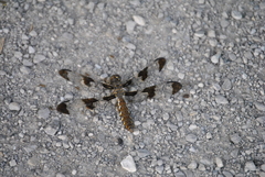 Plathemis lydia