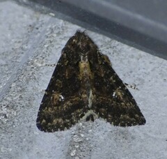 Condica albigera
