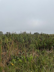 Acrostichum danaeifolium