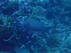 Oxycheilinus digramma