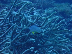 Amblyglyphidodon leucogaster