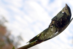 Herpetogramma bipunctalis