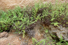 Cheilanthes