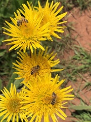 Apis mellifera scutellata