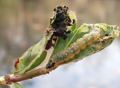 Herpetogramma bipunctalis