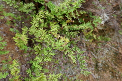 Cheilanthes