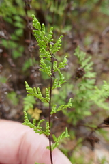 Cheilanthes