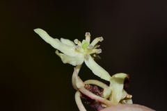 Tasmannia lanceolata