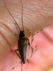 Ectobius lapponicus