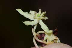 Tasmannia lanceolata