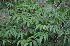 Sambucus