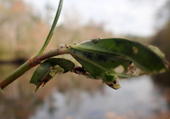 Herpetogramma bipunctalis