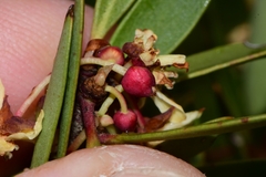 Tasmannia lanceolata