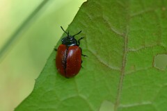 Chrysomela populi
