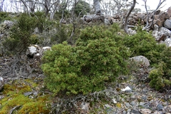 Tasmannia lanceolata