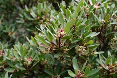 Tasmannia lanceolata