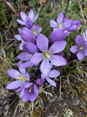 Gentianella cerastioides