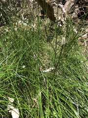 Eleocharis acuta