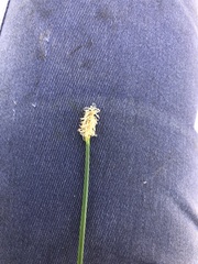 Eleocharis acuta