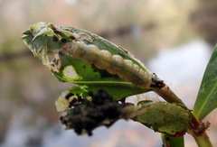 Herpetogramma bipunctalis