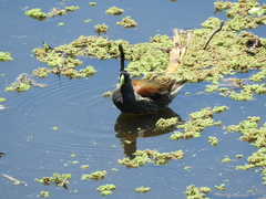 Porphyriops melanops