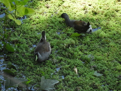 Porphyriops melanops