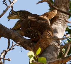 Varanus panoptes panoptes